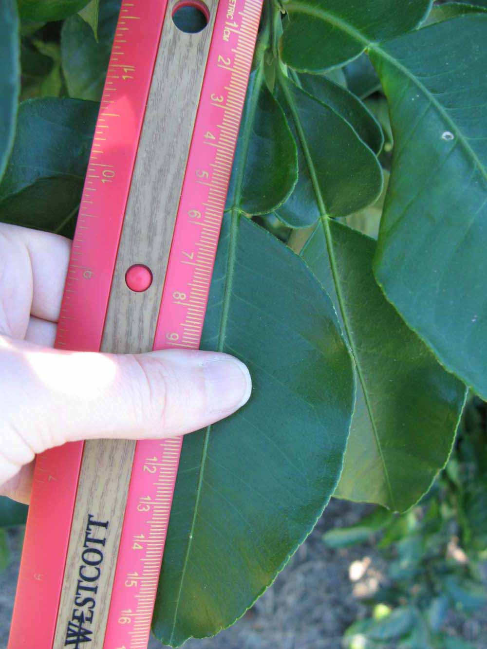              Unifoliolate leaf (Winter Haven, FL)       